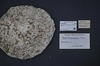 Scutellastra kermadecensis