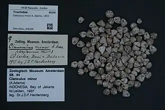 Clanculus minor