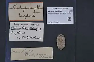 Witte pantserkeverslak