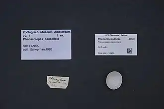 Phenacolepas cancellata