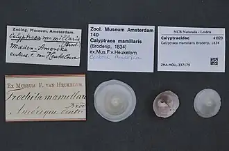 Calyptraea mamillaris