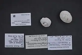 Crucibulum quiriquinae