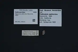 Pedicularia californica