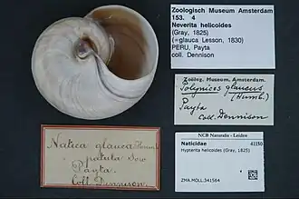 Hypterita helicoides