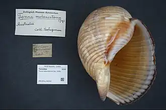 Tonna melanostoma
