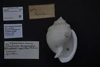 Echinophoria wyvillei