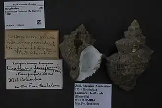 Solenosteira fusiformis