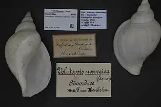 Volutopsius norwegicus