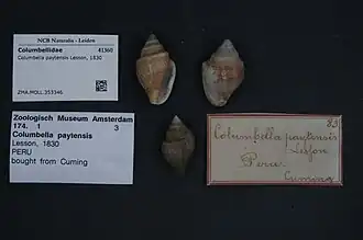 Columbella paytensis