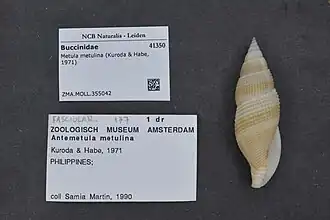 Metula metulina