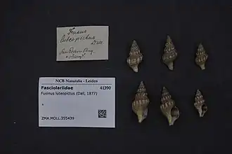 Hesperaptyxis luteopictus