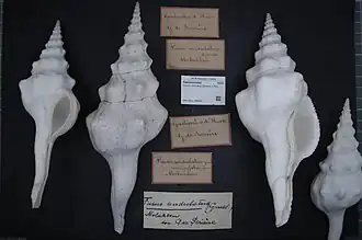 Marmorofusus undulatus