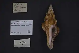 Nodolatirus nodatus