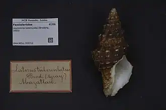 Leucozonia tuberculata