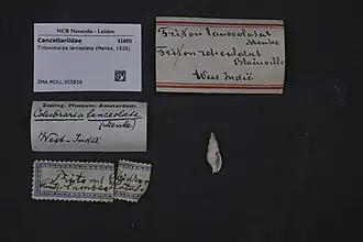 Tritonoharpa lanceolata