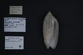 Ancilla acuminata