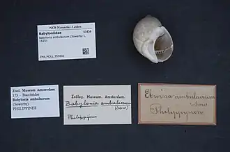 Babylonia ambulacrum