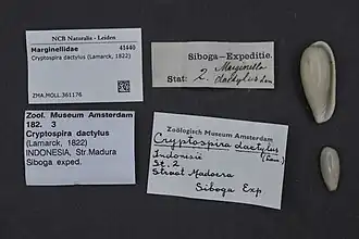 Cryptospira dactylus