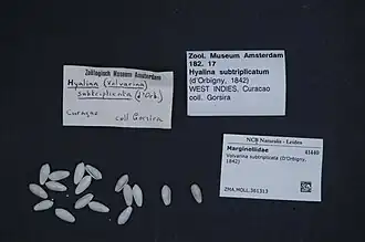 Volvarina subtriplicata