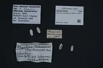 Volvarina charbarensis