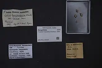 Propebela harpularia