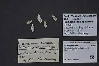 Pseudodaphnella philippinensis