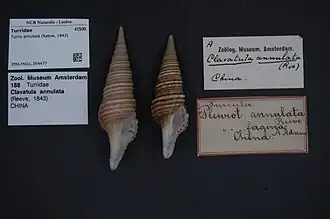 Turris annulata