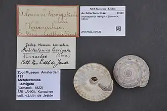 Architectonica laevigata