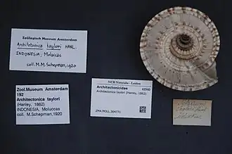 Architectonica taylori