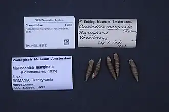 Macedonica marginata