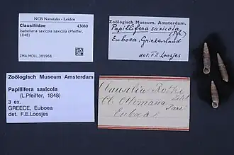 Isabellaria saxicola