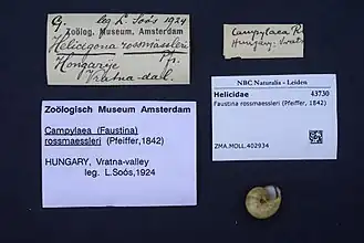 Faustina rossmaessleri