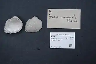 Anadara guangdongensis