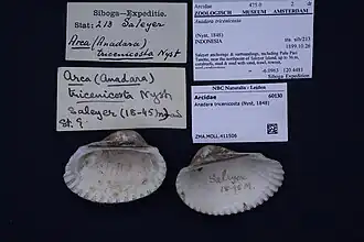 Anadara tricenicosta