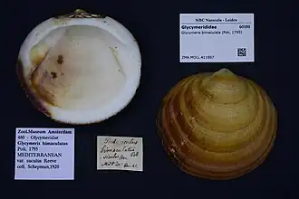 Glycymeris bimaculata