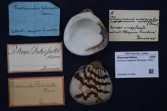 Axinactis inaequalis