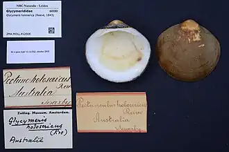 Glycymeris holoserica