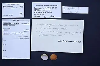 Glycymeris tenuicostata