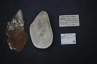 Choromytilus meridionalis