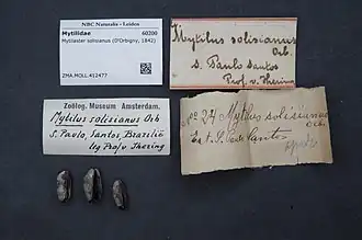 Mytilaster solisianus