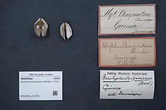 Brachidontes puniceus