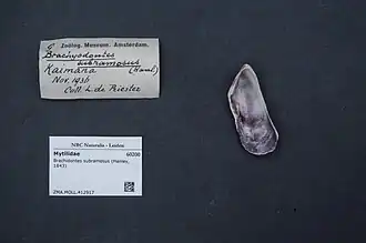 Brachidontes subramosus