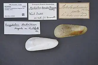 Amygdalum dendriticum