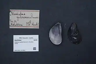 Modiolus gubernaculum