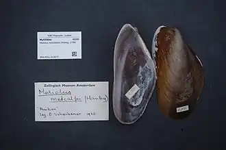Modiolus modulaides
