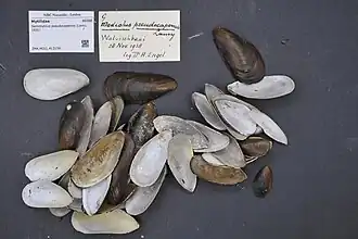 Semimytilus pseudocapensis