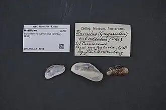 Brachidontes subsulcatus