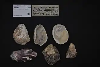 Dendostrea senegalensis