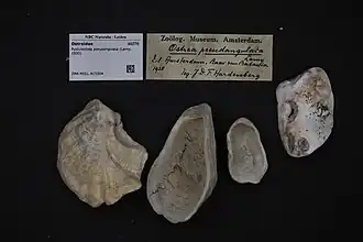 Pustulostrea pseudangulata