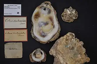 Striostrea denticulata